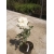 Róża wielkokwiatowa BIAŁA z doniczki art. nr 507D
